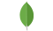 MongoDB logo