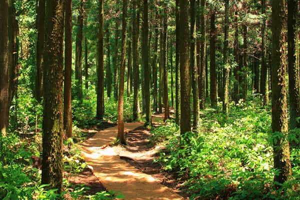 Custom Application Development for A Global Non-Profit Organization