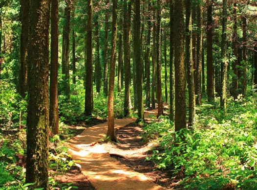 Not-for-Profit - Case Study - Congruent Software