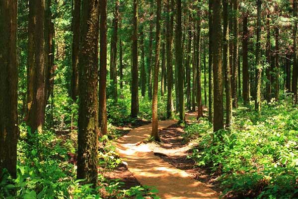 Custom Application Development on Azure case study